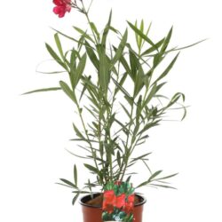 nerium oleander jannoch oleandro 2