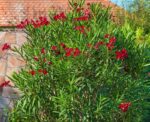 nerium oleander jannoch oleandro 3 1