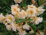 nerium oleander luteum plenum oleandro 1 1