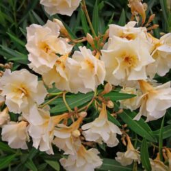 nerium oleander luteum plenum oleandro 1 1
