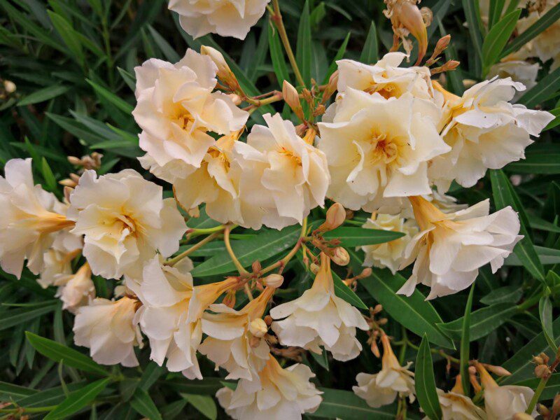 nerium oleander luteum plenum oleandro 1 1 nerium oleander luteum plenum oleandro 1 1