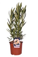 nerium oleander luteum plenum oleandro 2