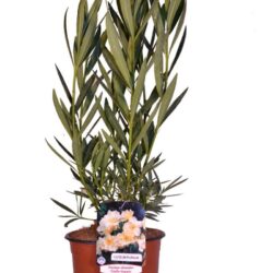 nerium oleander luteum plenum oleandro 2