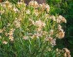 nerium oleander luteum plenum oleandro 3 1