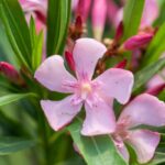 nerium oleander magaly oleandro 1 1