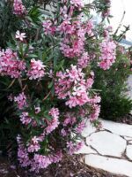 nerium oleander magaly oleandro 3 1