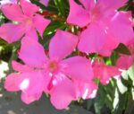 nerium oleander margherita oleandro 1