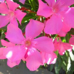 nerium oleander margherita oleandro 1