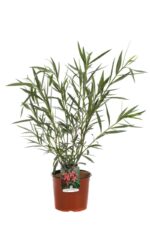 nerium oleander margherita oleandro 2 1