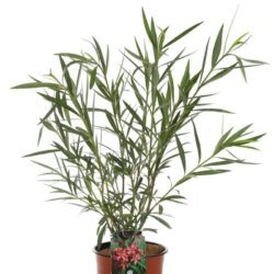 nerium oleander margherita oleandro 2 1