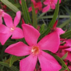 nerium oleander papa gambeta oleandro 1 1