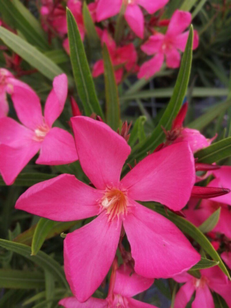 nerium oleander papa gambeta oleandro 1 1 nerium oleander papa gambeta oleandro 1 1