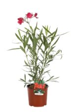 nerium oleander papa gambeta oleandro 2