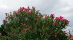 nerium oleander papa gambeta oleandro 3 1