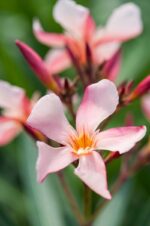 nerium oleander soleil levant oleandro 1