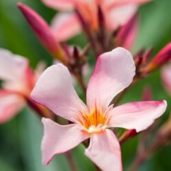 nerium oleander soleil levant oleandro 1