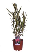 nerium oleander soleil levant oleandro 2 1