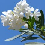 nerium oleander souer agnes oleandro 1 1