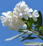 nerium oleander souer agnes oleandro 1 1