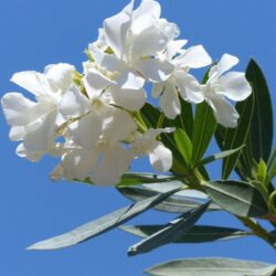 nerium oleander souer agnes oleandro 1 1