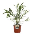 nerium oleander souer agnes oleandro 2