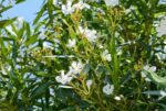 nerium oleander souer agnes oleandro 3 1