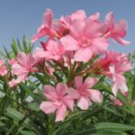 nerium oleander tito poggi oleandro 1 1