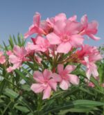 nerium oleander tito poggi oleandro 1 1