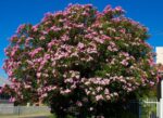nerium oleander tito poggi oleandro 2 1