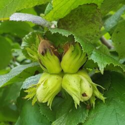 nocciolo coxford 1 1
