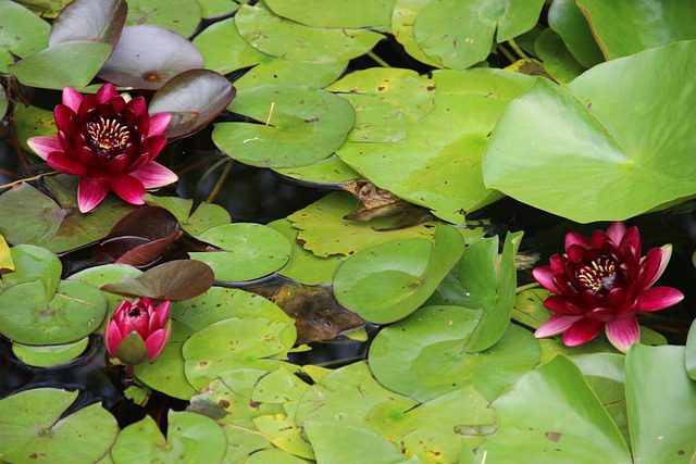 nymphaea almost black ninfea 1