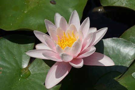 nymphaea amabilis ninfea 1