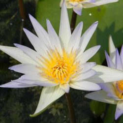 nymphaea arc en ciel ninfea 1