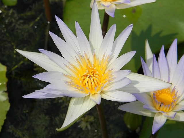 nymphaea arc en ciel ninfea 1