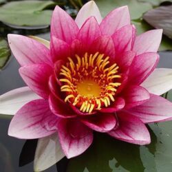 nymphaea atro purpurea ninfea