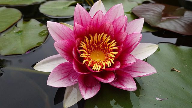 nymphaea atro purpurea ninfea