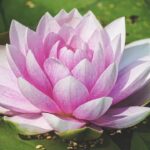 nymphaea dahlia ninfea