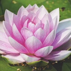 nymphaea dahlia ninfea