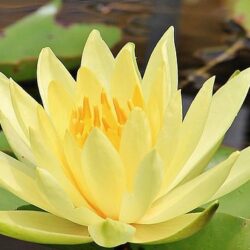 nymphaea joey tomocick ninfea