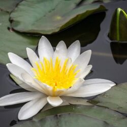 nymphaea mary patricia ninfea