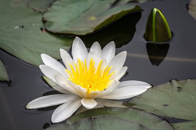 nymphaea mary patricia ninfea