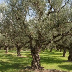 olea europea olivo 1 1