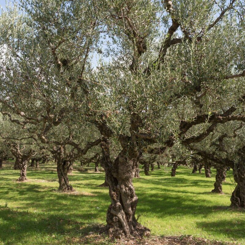 olea europea olivo 1 1 olea europea olivo 1 1