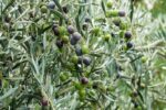 olea europea olivo 2
