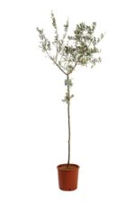 olea europea olivo 3 1