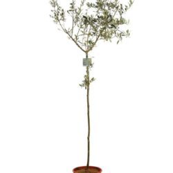 olea europea olivo 3 1
