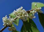 olea fragrans 1