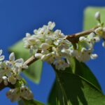 olea fragrans 1