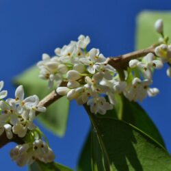 olea fragrans 1