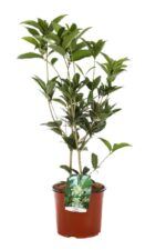olea fragrans 2 1